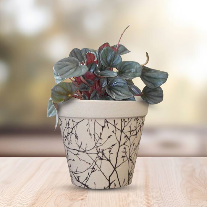Peperomia Caperata Houseplant in a 13cm Nursery Pot with Bamboo Plant Pot