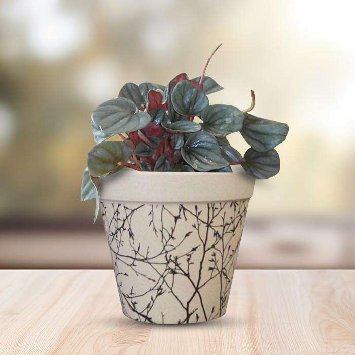 P-Peperomia-Caperata-13cm-WPOT1_2