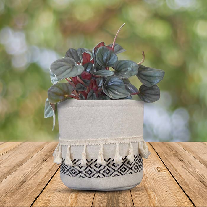 Peperomia Caperata House Plant in a 13cm Nursery Pot with Cotton Pot