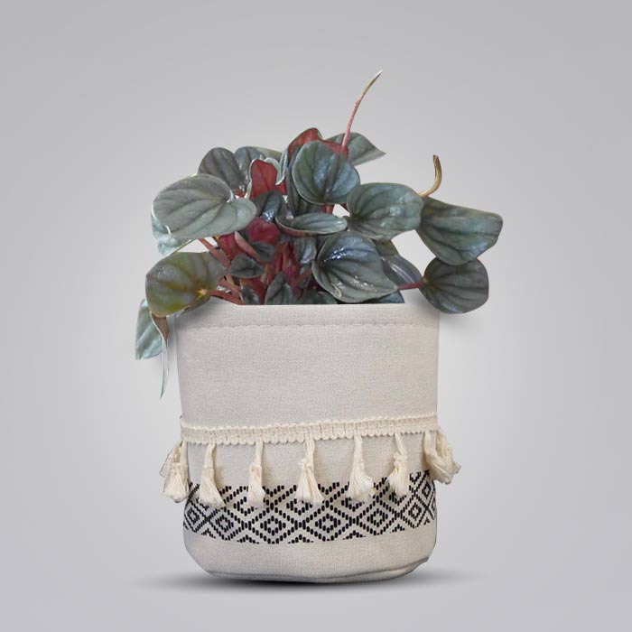 Peperomia Caperata House Plant in a 13cm Nursery Pot with Cotton Pot