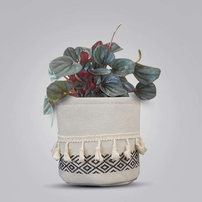 P-Peperomia-Caperata-13cm-WPOT2_3