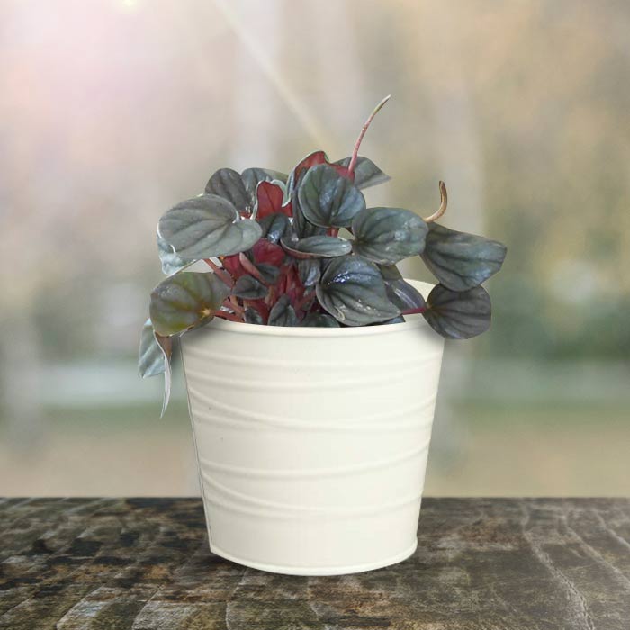Peperomia Caperata Indoor Plant in a 13cm Nursery Pot with White Metal Pot