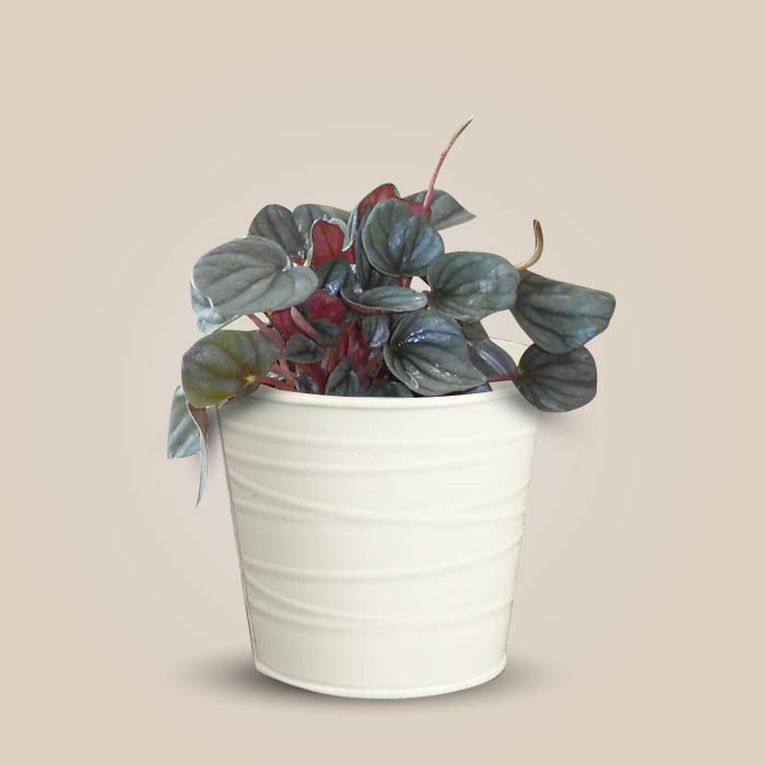 Peperomia Caperata Indoor Plant in a 13cm Nursery Pot with White Metal Pot