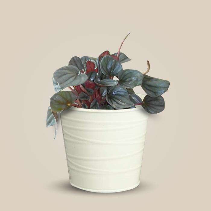 P-Peperomia-Caperata-13cm-WPOT3_3