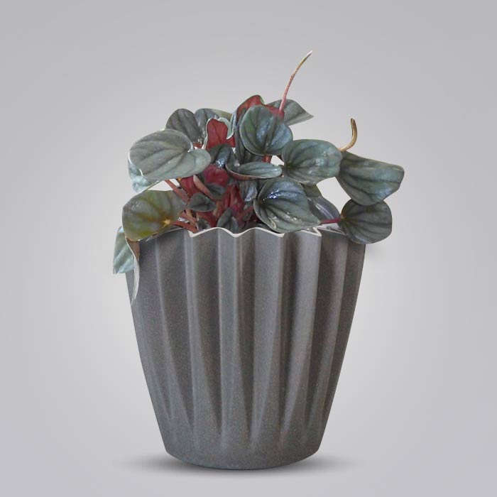 Peperomia Caperata Indoor Houseplant in a 13cm Nursery Pot with Grey Pot