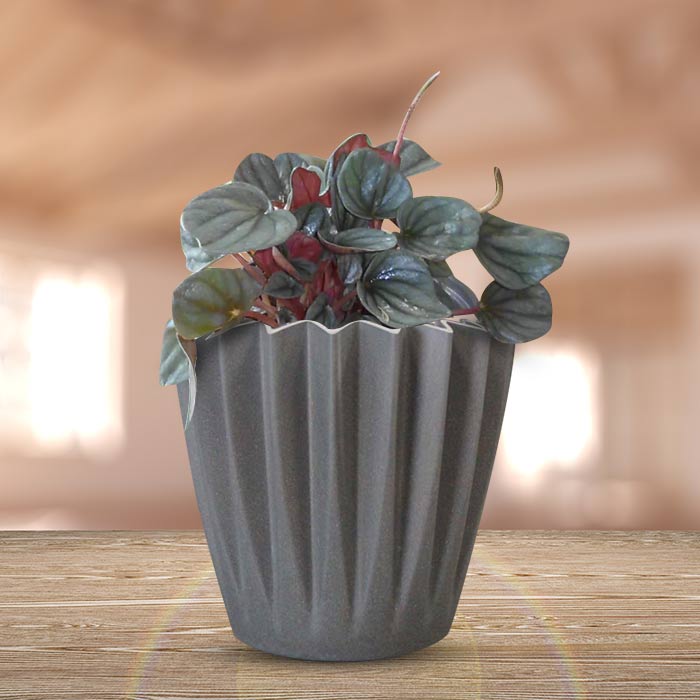 Peperomia Caperata Indoor Houseplant in a 13cm Nursery Pot with Grey Pot