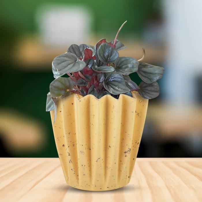 Peperomia Caperata Indoor House Plant in a 13cm Nursery Pot with Yellow Plant Pot