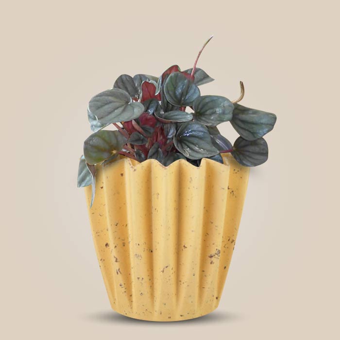 Peperomia Caperata Indoor House Plant in a 13cm Nursery Pot with Yellow Plant Pot