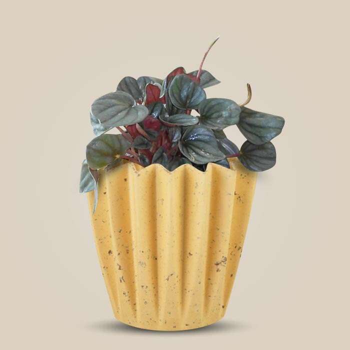 P-Peperomia-Caperata-13cm-WPOT5_3