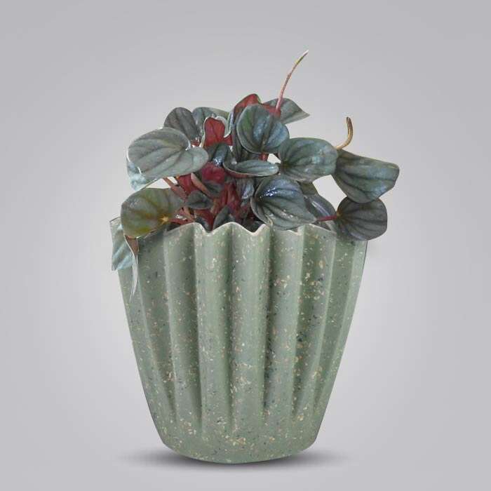 P-Peperomia-Caperata-13cm-WPOT6_3