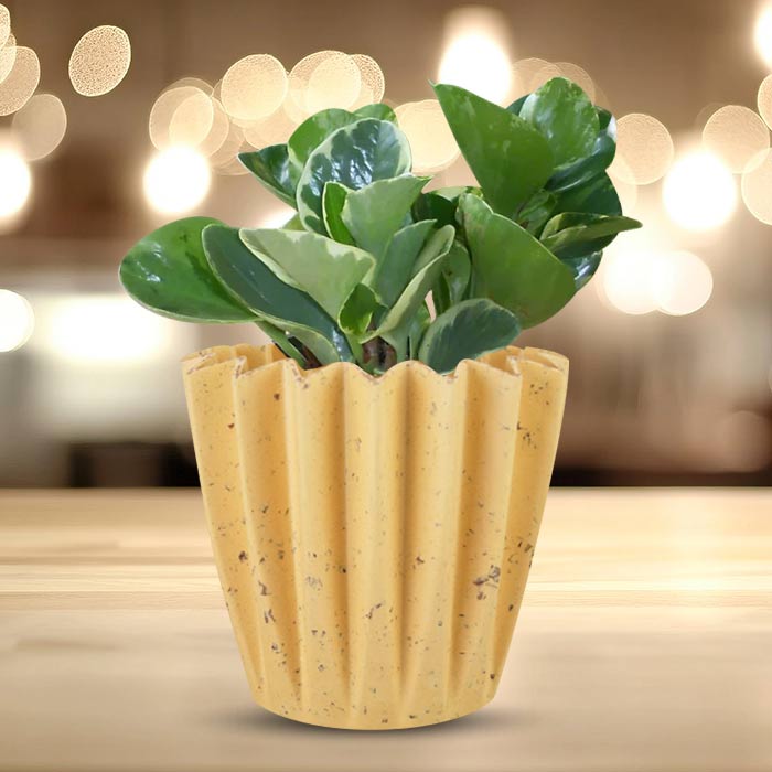 Peperomia Obtusifolia Marble with Yellow Plant Pot