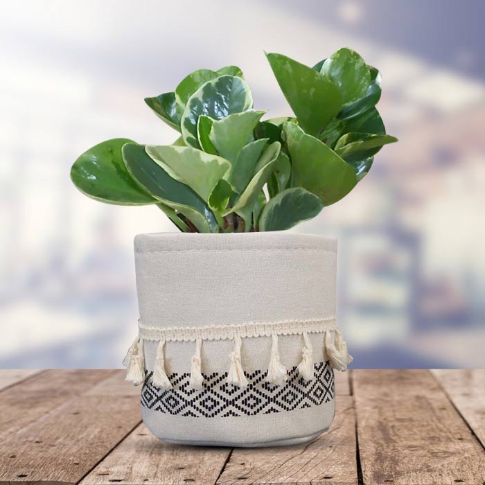 Peperomia Obtusifolia Marble with Cotton Pot