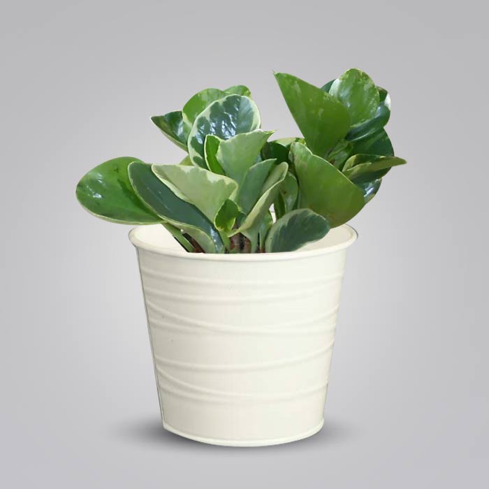Peperomia Obtusifolia Marble with White Metal Pot