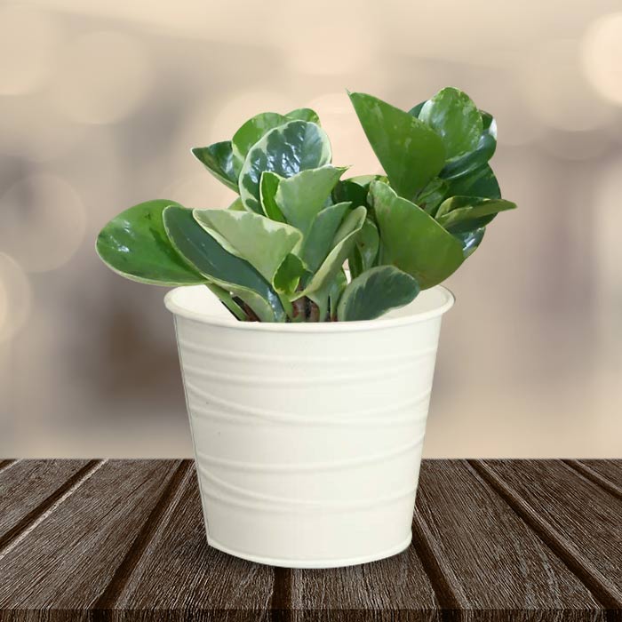 Peperomia Obtusifolia Marble with White Metal Pot