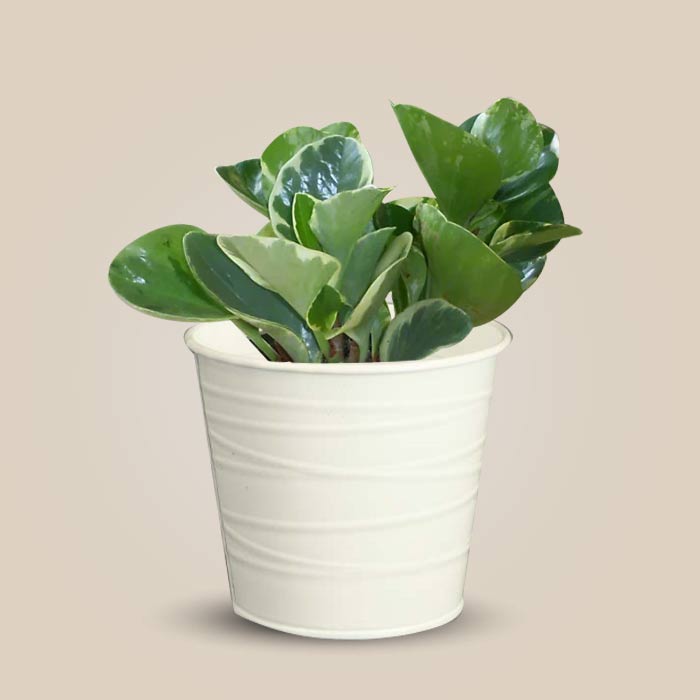 Peperomia Obtusifolia Marble with White Metal Pot