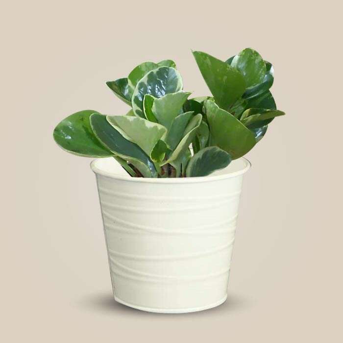 P-Peperomia-Obtusifolia-Marble-13cm-WPOT3_3