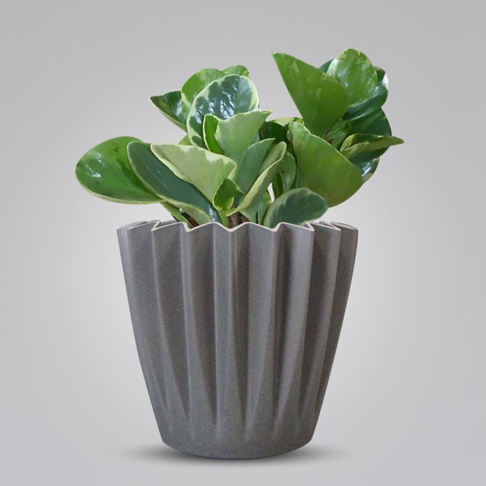 Peperomia Obtusifolia Marble Indoor with Grey Pot