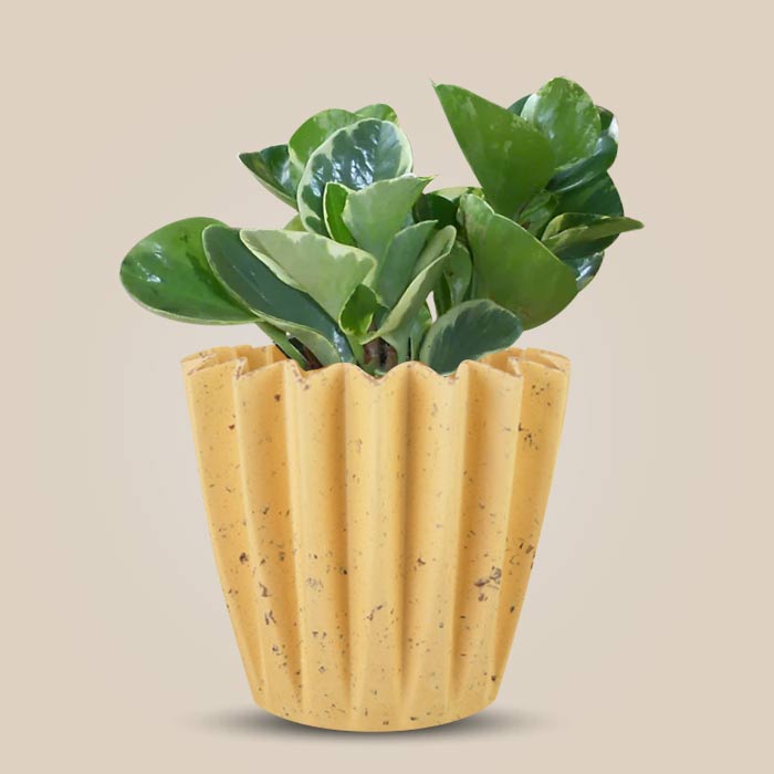 Peperomia Obtusifolia Marble with Yellow Plant Pot