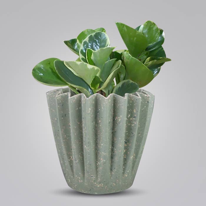 Peperomia Obtusifolia Marble with Sage Green Pot