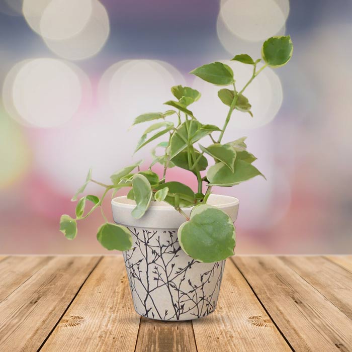 Peperomia Scandens Variegata Houseplant in a 9cm Nursery Pot with Bamboo Plant Pot