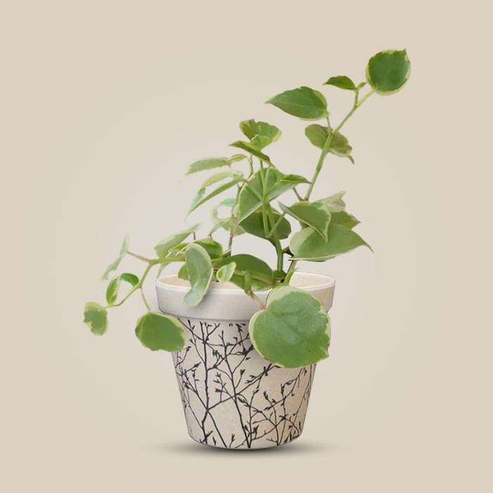 P-Peperomia-Scandens-Variegata-9cm-WPOT1_3