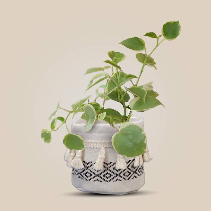 Peperomia Scandens Variegata with Cotton Pot