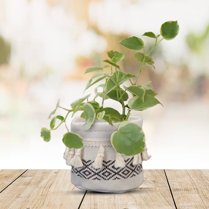 Peperomia Scandens Variegata House Plant in a 9cm Nursery Pot with Cotton Pot