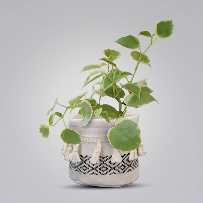 Peperomia Scandens Variegata House Plant in a 9cm Nursery Pot with Cotton Pot