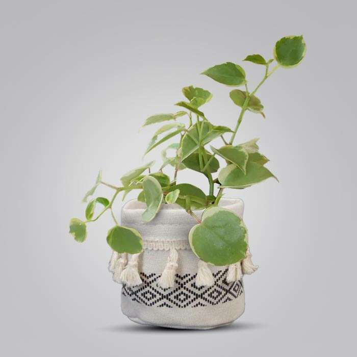 P-Peperomia-Scandens-Variegata-9cm-WPOT2_3