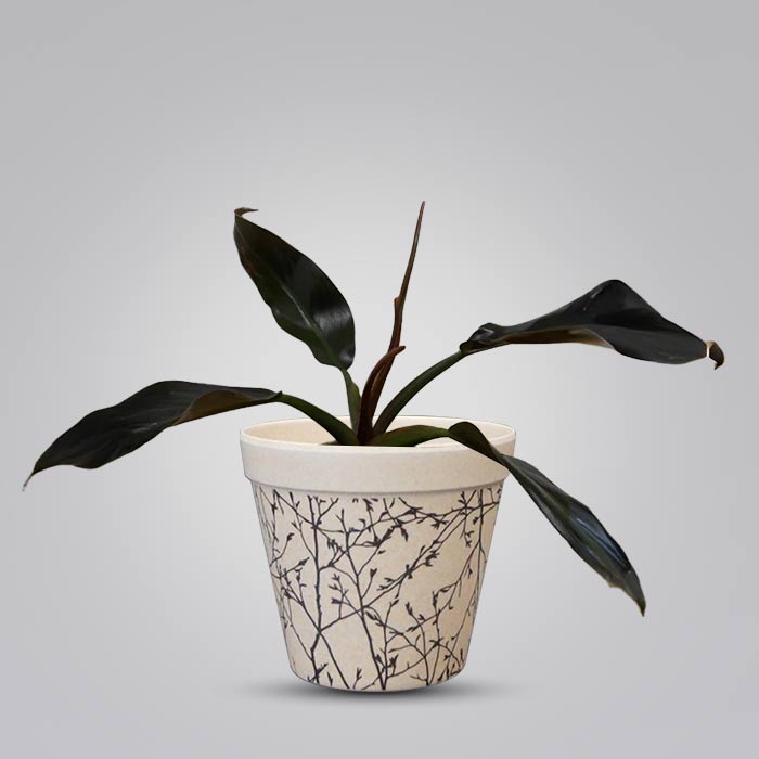 Philodendron Autumn Falls with Bamboo Plant Pot