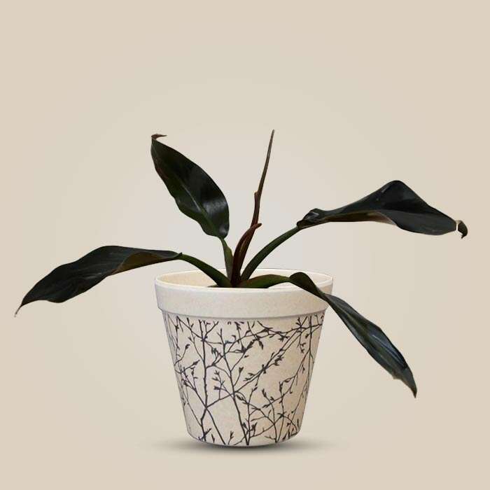 P-Philodendron-Autumn-Falls-9cm-WPOT1_3