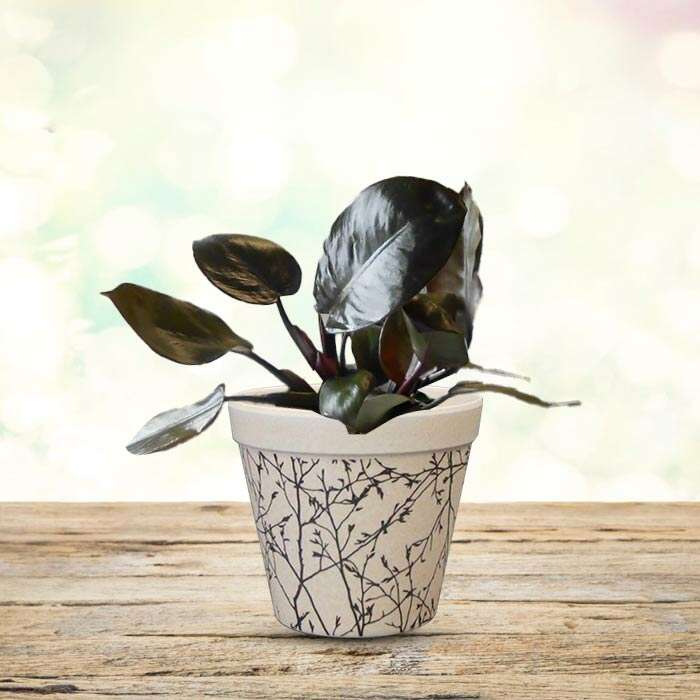 P-Philodendron-Black-Cardinal-9cm-WPOT1_2