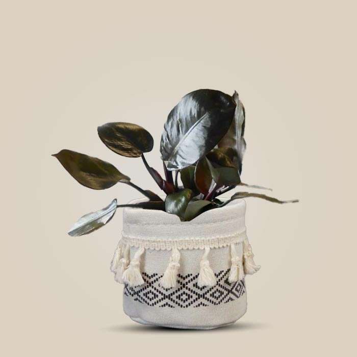 P-Philodendron-Black-Cardinal-9cm-WPOT2_3