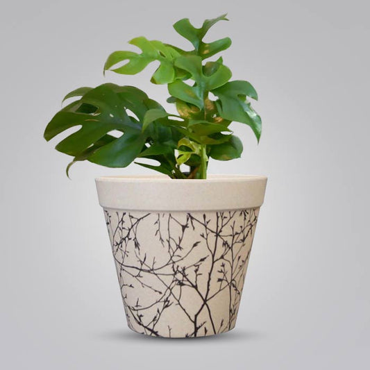 Philodendron Minima with Bamboo Plant Pot