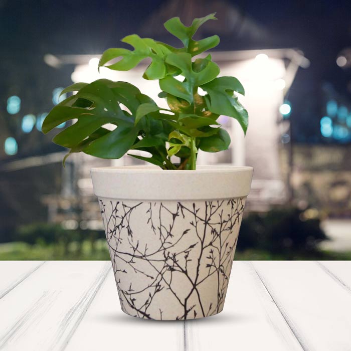 Philodendron Minima with Bamboo Plant Pot