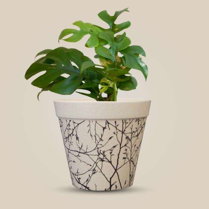 P-Philodendron-Minima-13cm-WPOT1_3