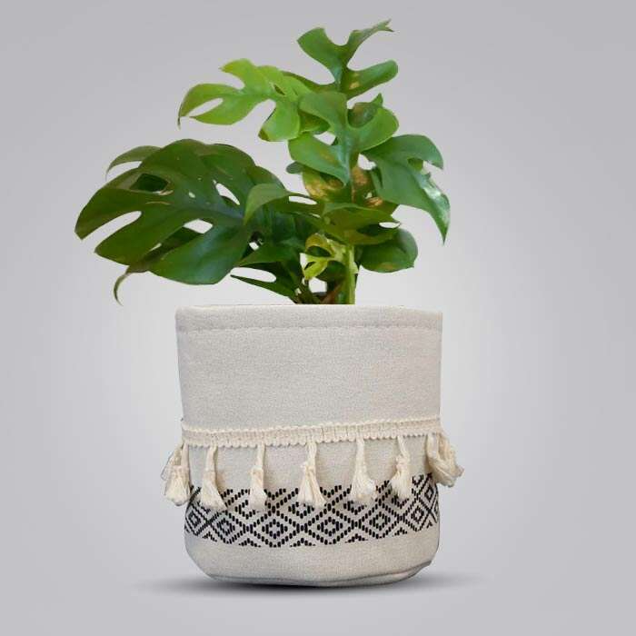 P-Philodendron-Minima-13cm-WPOT2_3