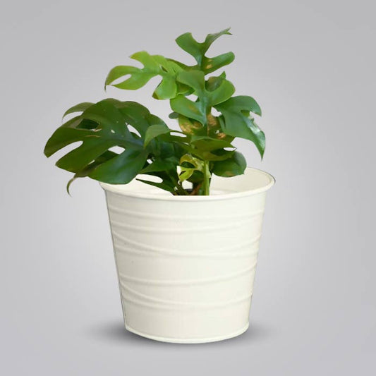 Philodendron Minima with White Metal Pot