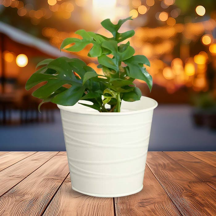 Philodendron Minima with White Metal Pot