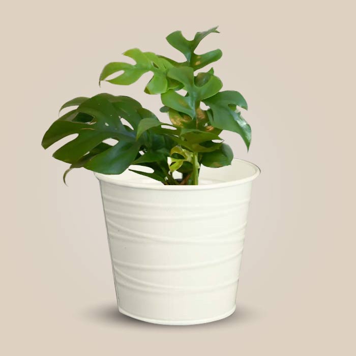 Philodendron Minima with White Metal Pot