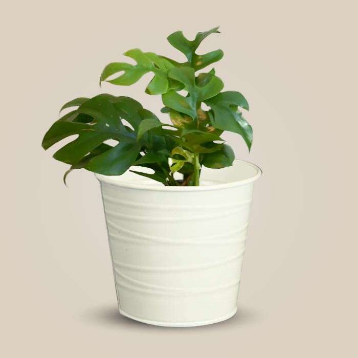 P-Philodendron-Minima-13cm-WPOT3_3