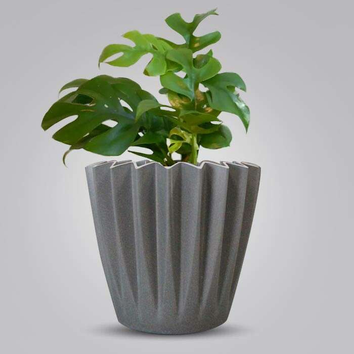 P-Philodendron-Minima-13cm-WPOT4_3
