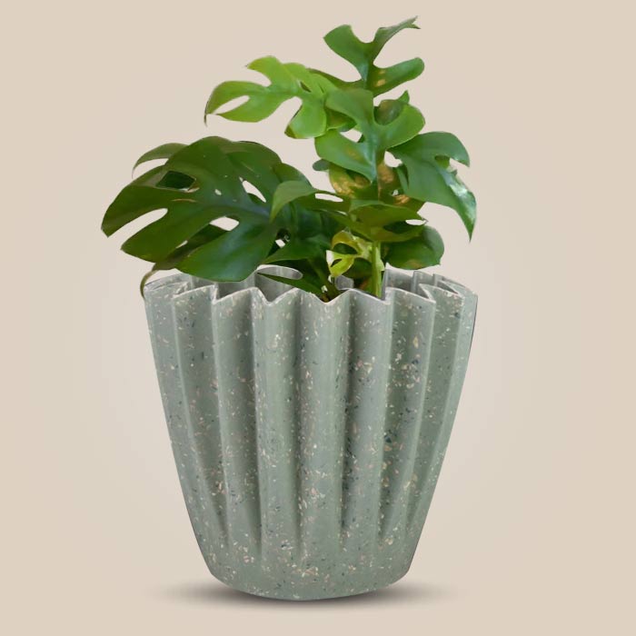 Philodendron Minima with Sage Green Pot