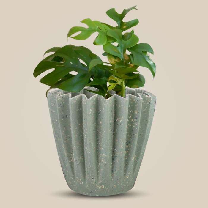 P-Philodendron-Minima-13cm-WPOT6_3