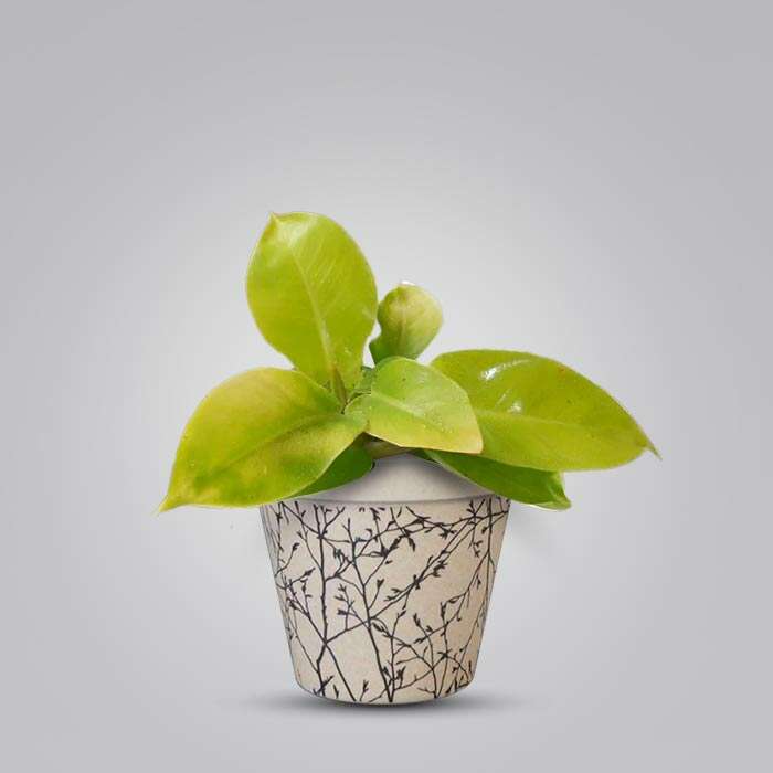 P-Philodendron-Moon-Shine-9cm-WPOT1_2