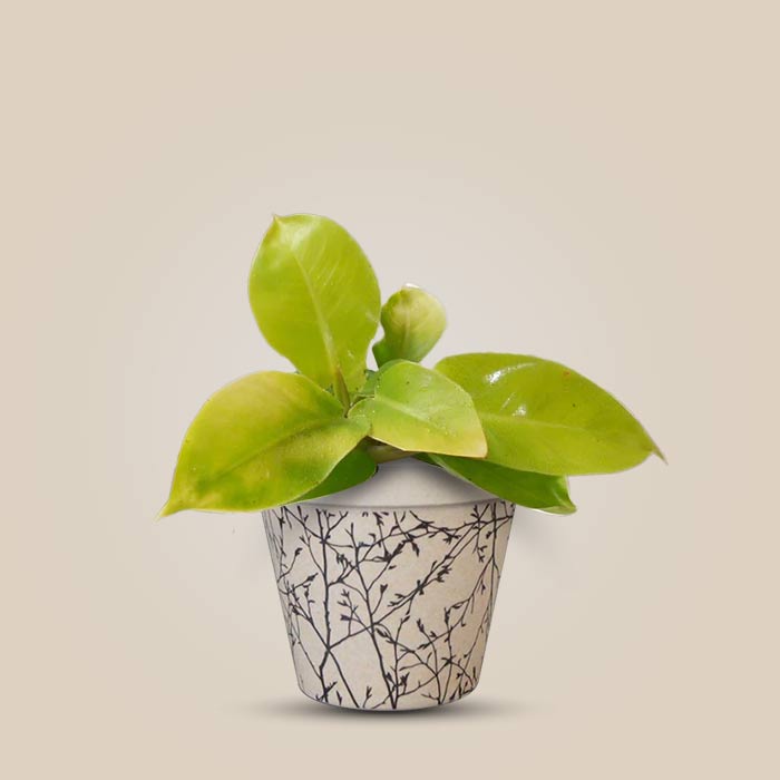 Philodendron Moon Shine with Bamboo Plant Pot