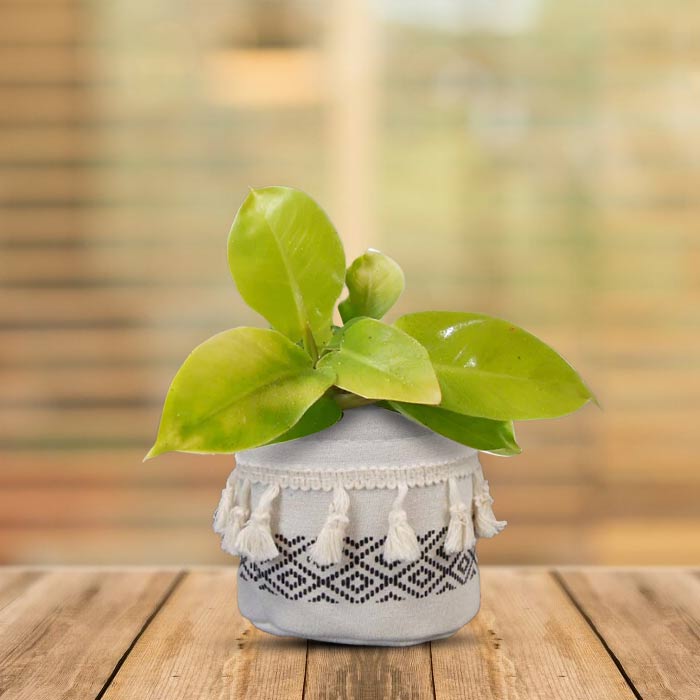 Philodendron Moon Shine with Cotton Pot