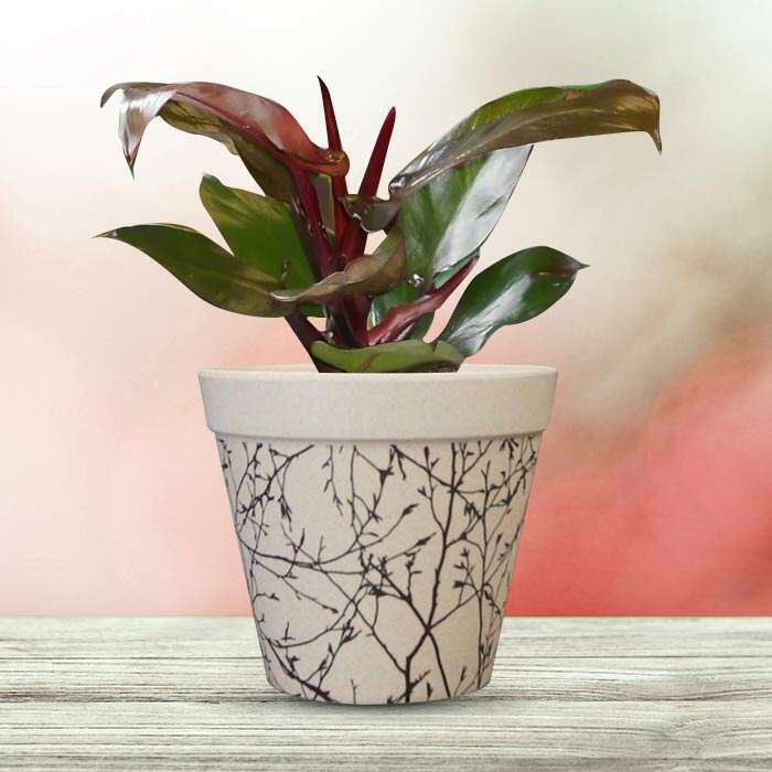 P-Philodendron-Red-Cherry-13cm-WPOT1_2