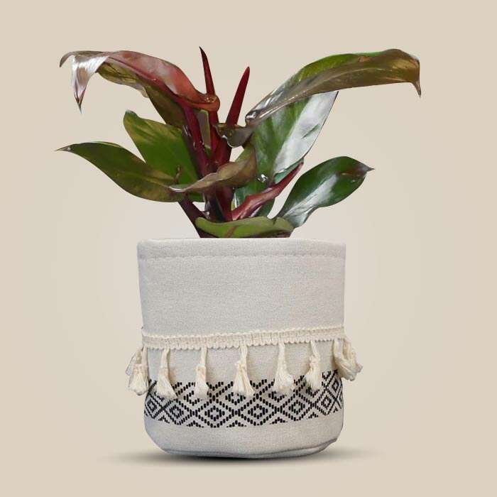 P-Philodendron-Red-Cherry-13cm-WPOT2_3