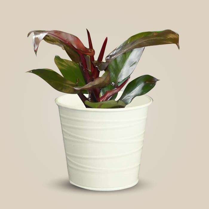P-Philodendron-Red-Cherry-13cm-WPOT3_2